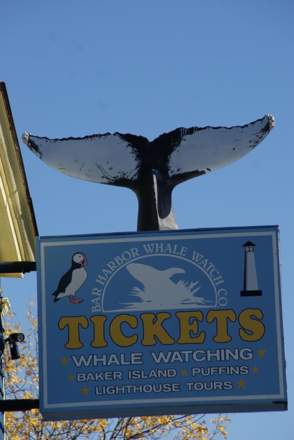 Whale Watching West Street