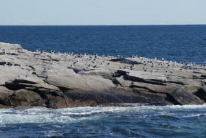 Möwenkolonie Whale Watching