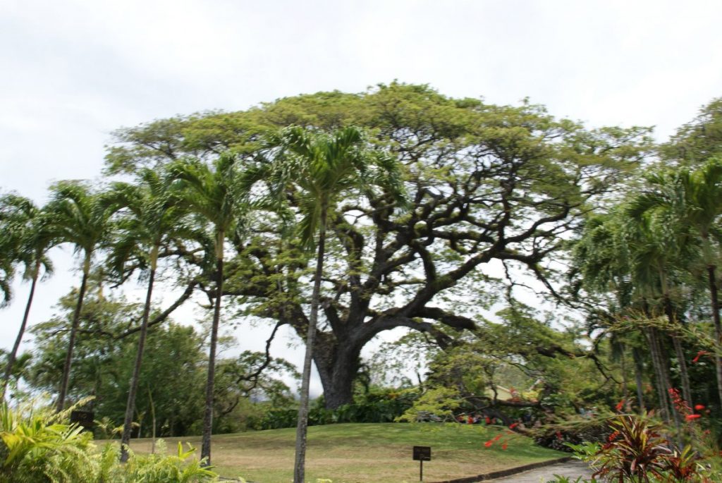 400 jähriger Saman Baum St. Kitts