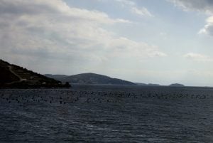 Muschelzucht Kroatien Split Meer