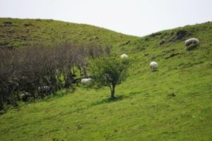 Schafe Nordirland