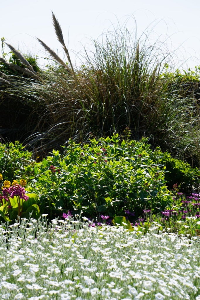 Titanic Memorial Garden Blumen