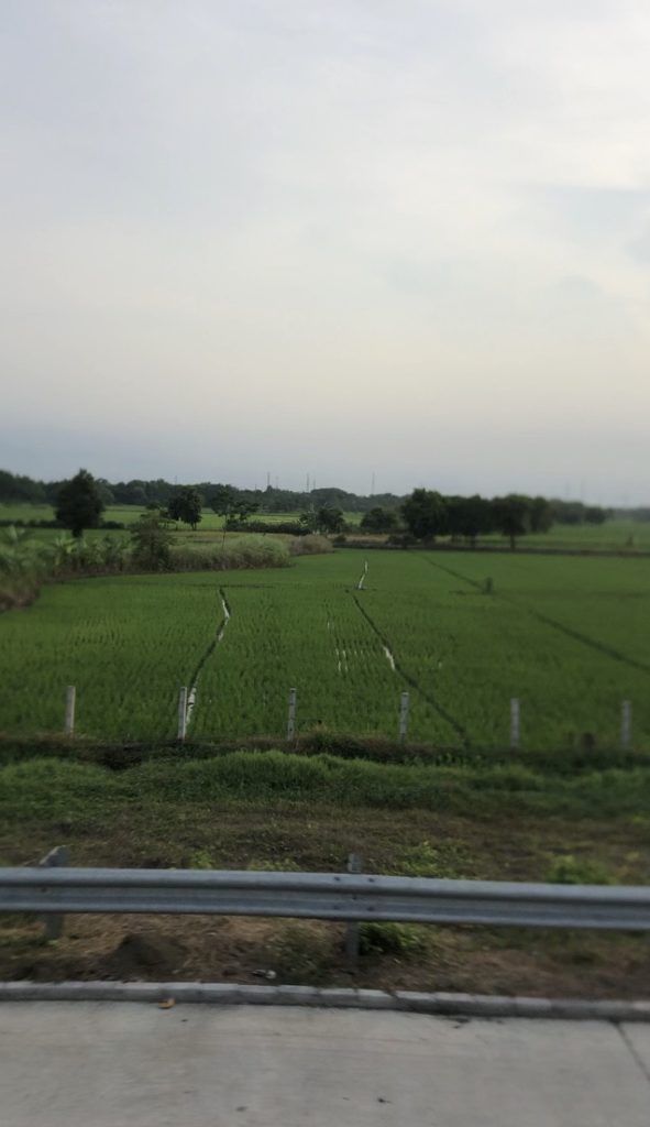 Reisfelder vor Surabaya
